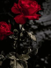 [실바니아 도서관]