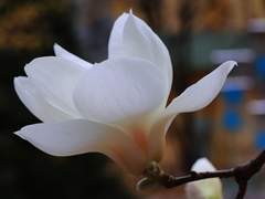 Lilytree *이루지 못할 사랑