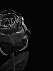 [드레해리] 차가운 새벽 공기가 살갗을 찢었다