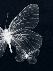 정직하기를 无视하고