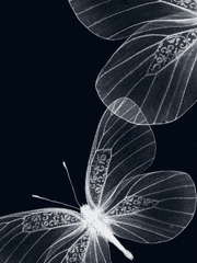 무고한 生命에 눈감고