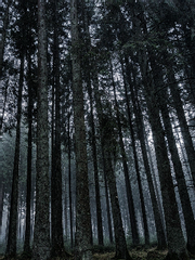 그리운 것의 소리가 들린다면