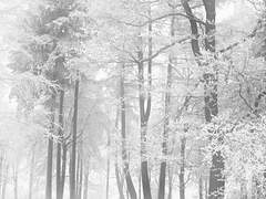 시에라 루미 / XX / 27