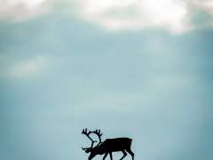 [죠르미스] 숲속에서 -1