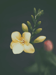 [원피스] 프리지아