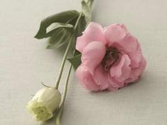 To. 먼저 떠나가 우리들의 약속을 어긴 한마음