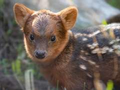 버드나무에 부는 바람