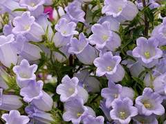 키노에 츠키 답록