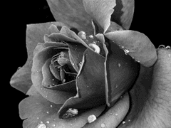 2. 버릇없는 강아지 길들이기