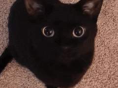 06. 🐈‍⬛《부탁》