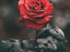 Phantom : stoire de garçons _ 1