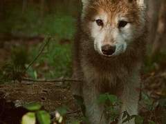 [문썬휜화] 반인반수 두번째