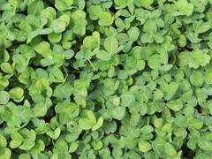 우당탕탕 중학교 이행운 프로필