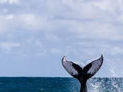 마음속 태어난 고래