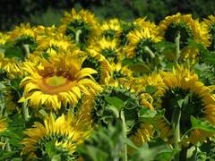 Onepice 밀해단썰