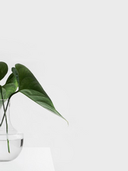 자캐커뮤 2018 ~ 2019