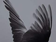 [원신/케이다이] The flowers