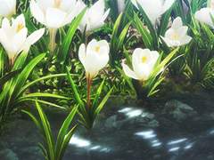 Celestial L. blancura