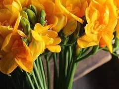 신디 세인트로즈 / Cindy SaintRose / 21