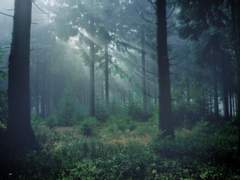 [망기무선] 향기의 궤적 上 - 위무선