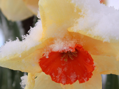 붉은 수선화 1화