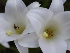 [사쿠아츠오사] 푸른 백합.