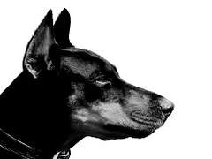 Loyal Dogs In The Organization