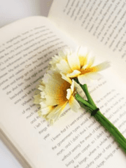 백야의 레퓨지아