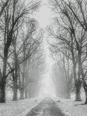 겨울이 낳은 눈