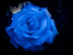 네 앞길에 축복만이 함께하기를 감히 빌어보며.