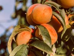 낡은 애프리콧의 사랑