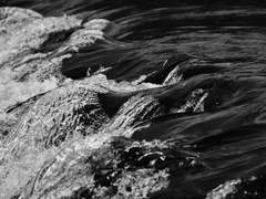 무료하게 시들어버린 생에게