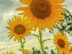 새해 복 많이 많으세요!