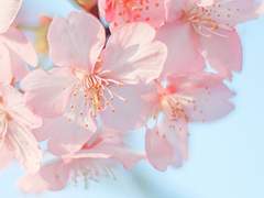 [망기무선] 향기의 궤적 下 - 남망기