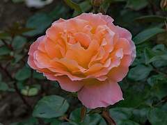 보고싶은 당신에게.