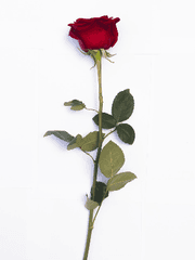 1억2천모두현금이다