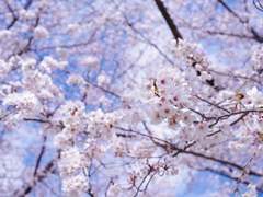 [매뉴패치] [정석수정] 춘래불사춘(春來不似春) 서막