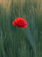 꽃붉피- 우리가 떠난 곳에는 개나리가 피어있었다