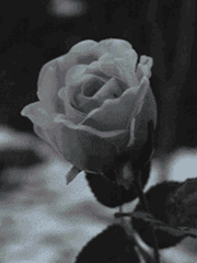 HQ 올캐러 마피아AU