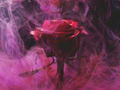 플로렌스 플로라 ｜ FlORENCE FLORA