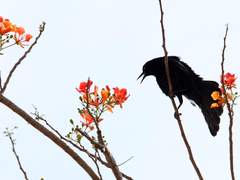 요네하라 유카리 3학년 국화부