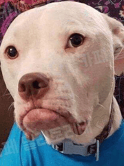 존맛 엔시티 나페스 추천한다