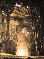 소테르의 아이들