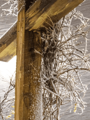 실낙원의 선악과