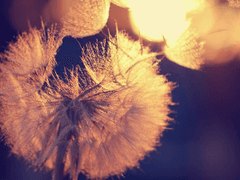 민들레 홀씨가 바람에 춤추네