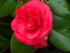 [ 루 카멜리아 / 히어로, 일출 ]