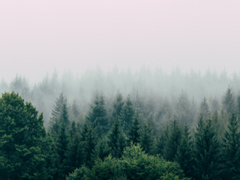 그 나무에 다다를 때까지 17화