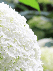 사계화(四季花)