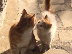 Whiskey Rainy Forest 上