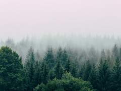 그 나무에 다다를 때까지 1화